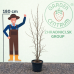 Jujuba - Čínska datľa (Ziziphus jujuba) ´LANG´ - výška 125-150 cm, kont. C25L (-20°C)